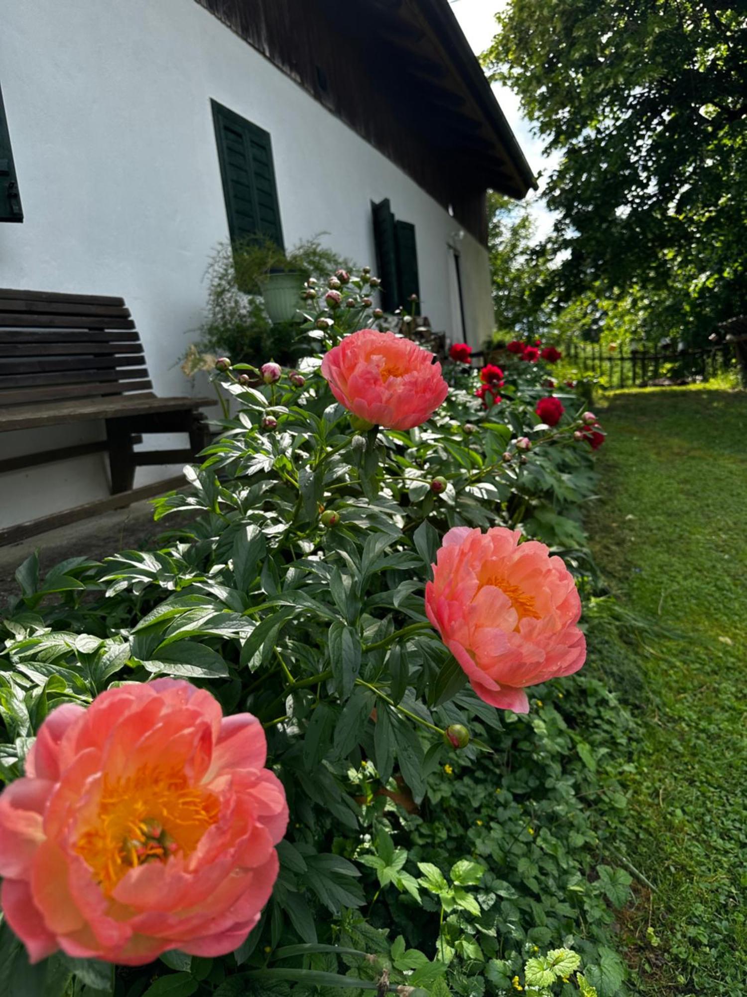 Estate Ana Pensionat Ptuj Exteriör bild